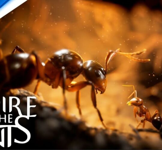 Empire Ants